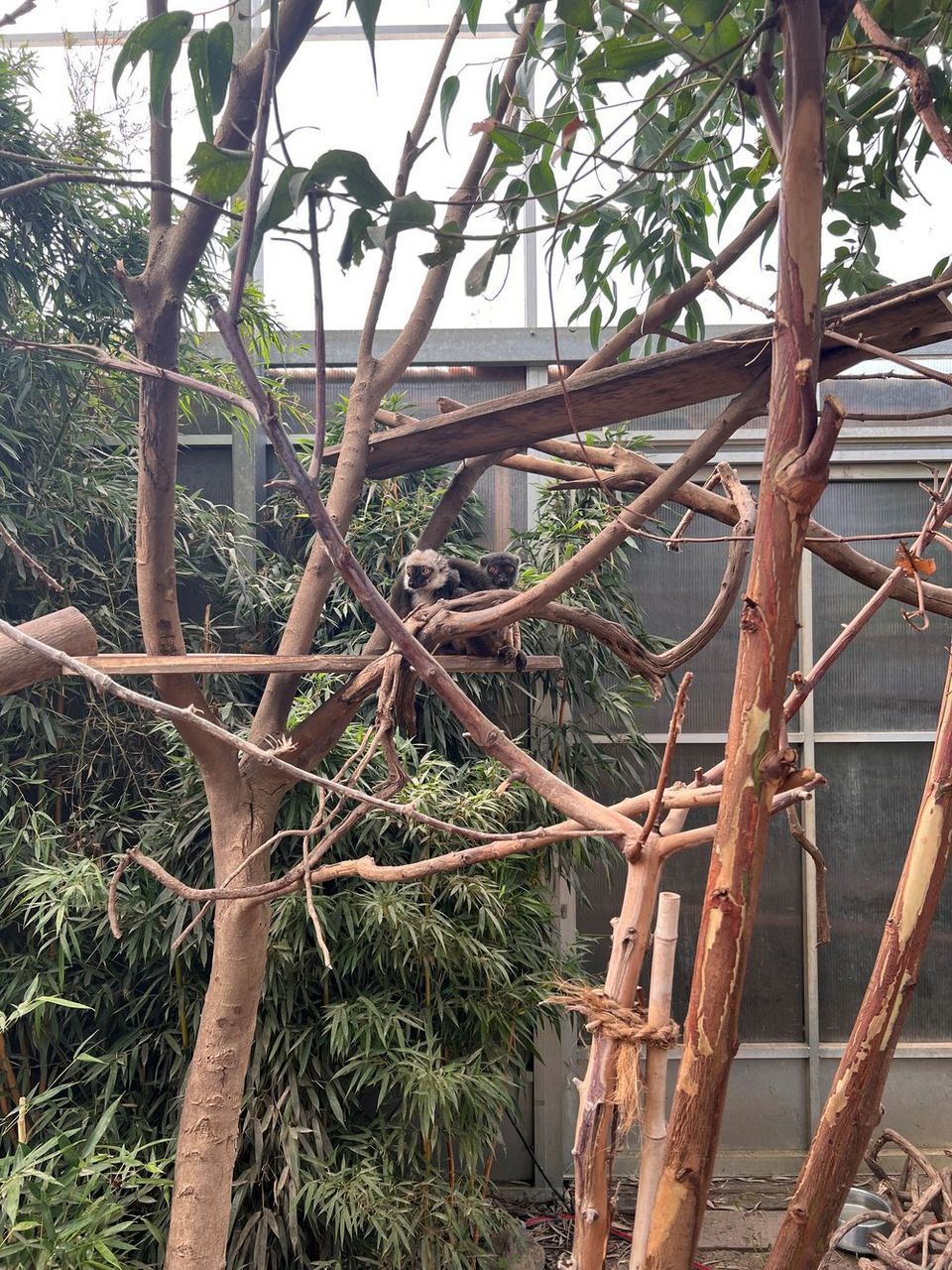 Blick in ein Zoo-Gehege: Zwei kleine Lemuren sitzen in einem Baum.