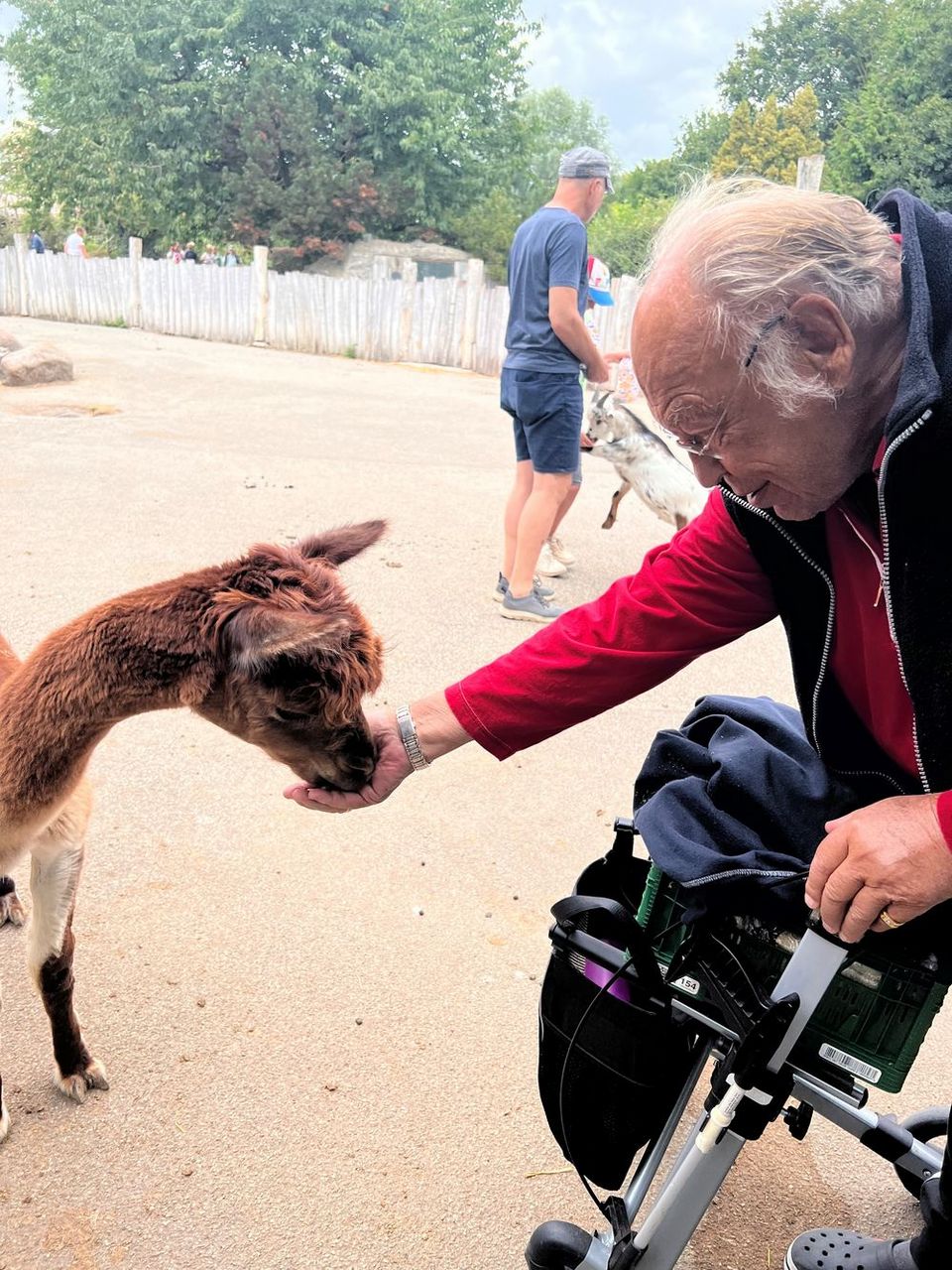 Ein Senior am Rollator füttert ein kleines Lama: Es frisst ihm aus der Hand.