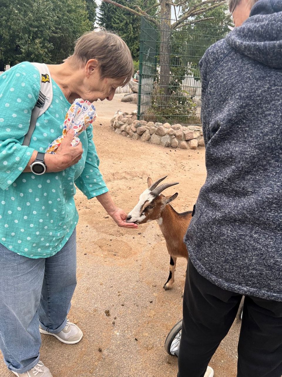 Eine ältere Frau füttert einen Ziegenbock: Er frisst ihr aus der Hand.